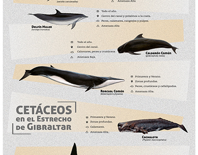 Infografía Cetáceos del Estrecho de Gibraltar