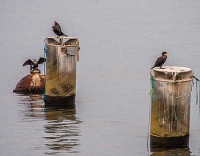 Wildfowel and other birds on Elliott Bay, Seattle