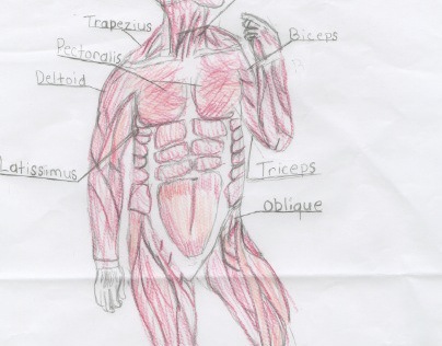 Human Muscles, Front View