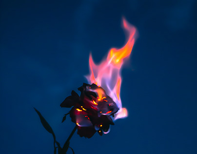 Burning Red Rose