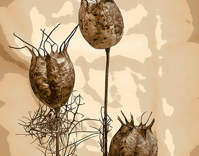 Dried Seedpods 1