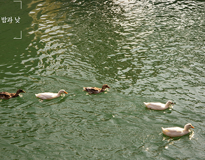 Lake of Ducks
