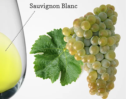 Giống nho Sauvignon Blanc là gì