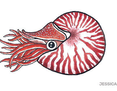 Chambered Nautilus (Nautilus pompilius)