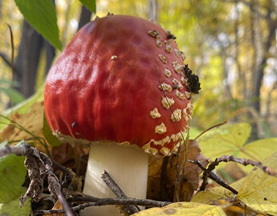 Mushrooms, autumn, forest, beauty around us