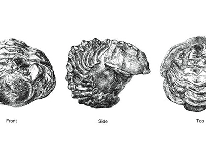 Trilobite fossil stipple
