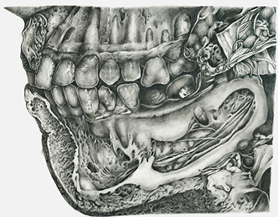 Mandible Dissection 