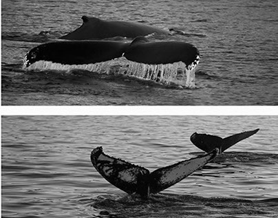 Humpback Whales Tromso/Norway 