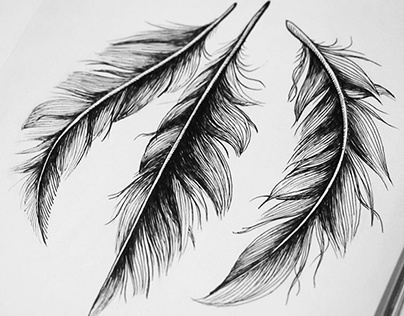 Feathers illustration
