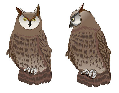 owl_illustration_animation