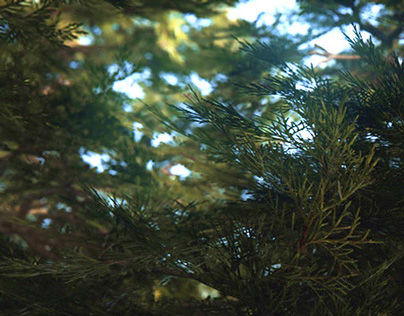 Ponderosa / Cedar forest