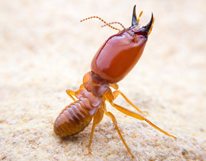 Termite Treatment in Fairfax VA