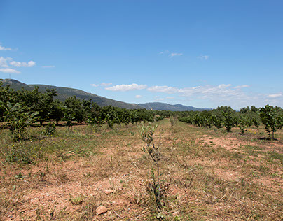Tree planting results, Alcover, Spain