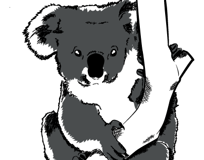 Koala sketch
