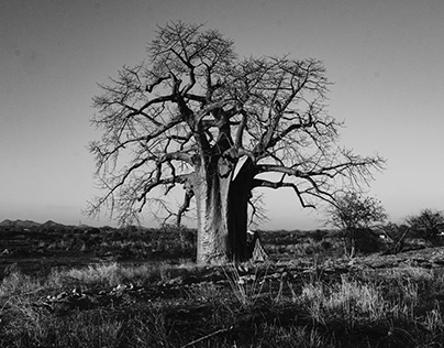 baobabs trees