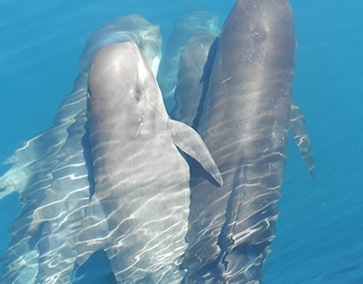 Cetaceans, best of 2012-2014