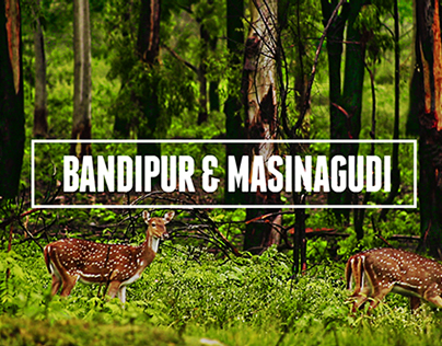 Bandipur & Masinagudi - The reserves of two states