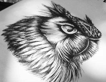 The Owl illustration