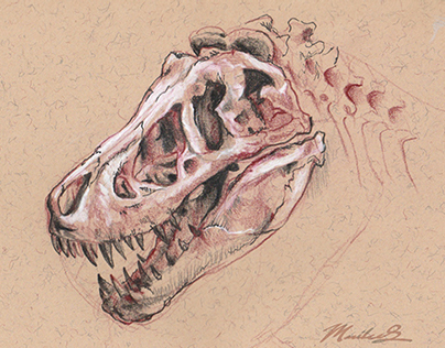 Skull Illustrations & Natural History Museum sketches