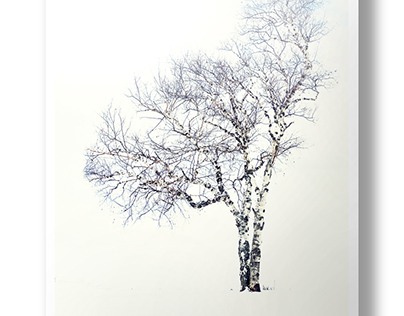 Snow...and the Trees - Artwork Series