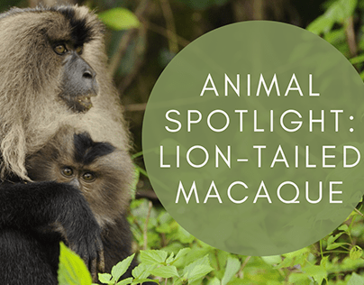 Animal Spotlight: Lion-Tailed Macaque