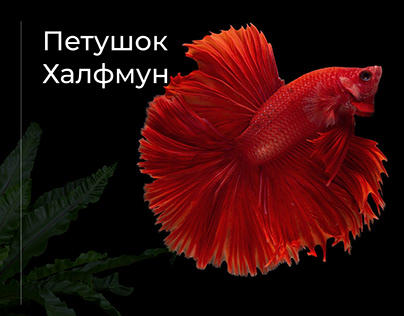 Banner for the aquarium salon website
