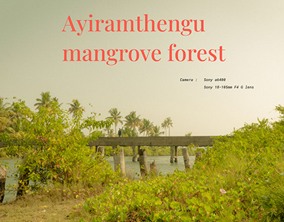 Ayiramthengu Mangrove Forest
