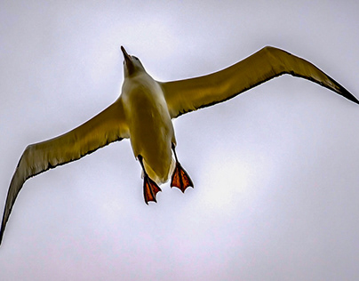 Campbell Island - Albatross