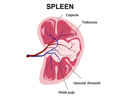 Spleen Illustration