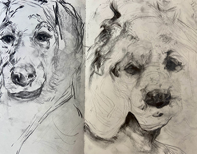 Project thumbnail - Maltese Terrier Portrait