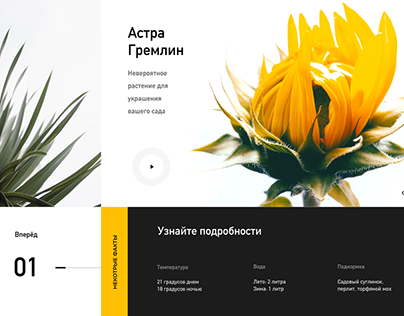 Flower Website & UI kit - Web Design