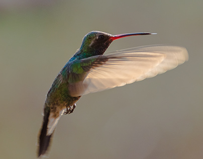 Vuelo del colibrí
