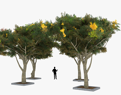Optimized Acacia Tortillis Flower Tree
