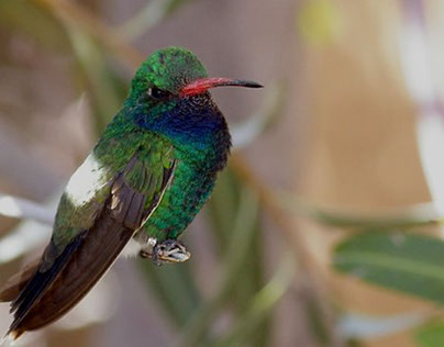 Hummingbirds of Southeastern Arizona