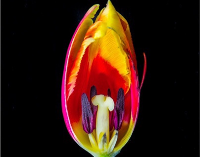 _tulip _cut