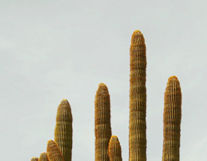 Cacti of Joshua Tree