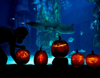 London Aquarium Halloween pumpkins