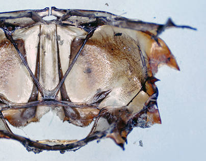 Under the Microscope - Water beetle metanotum