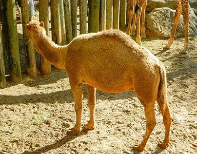 the camel animal