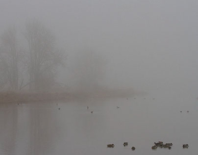 Foggy Day on Ridgefield NWF 