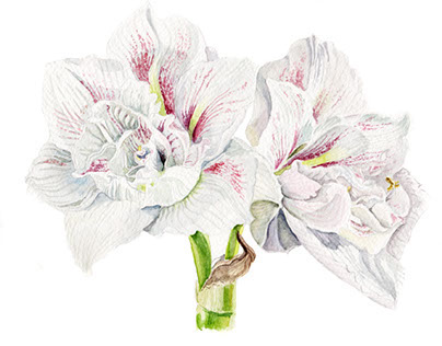 Botanical Illustration: Amaryllis