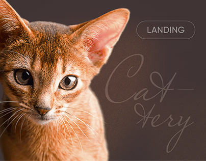 Abyssinian cattery | Web