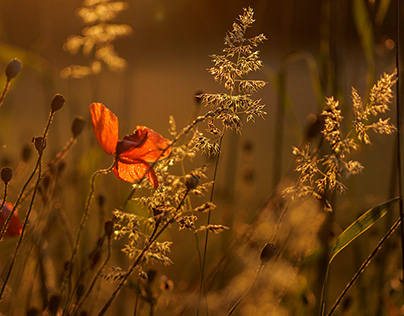 Golden hour and a single poppy