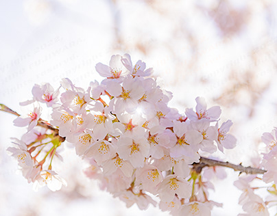 sakura　桜