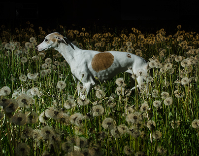 Whippets and Dandelions