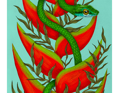 Parrot Snake Illustration