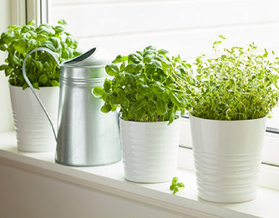 Tips for Growing an Indoor Herb Garden