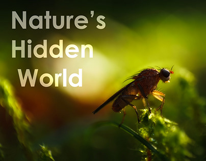 Nature’s Hidden World