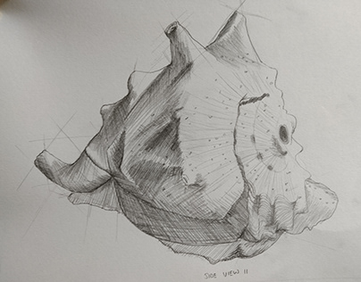 Conch Shell (Study/Sketch)