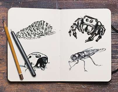 Insect sketch